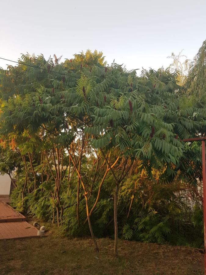 Vila Sura Razoare ซิวิโชอารา ภายนอก รูปภาพ